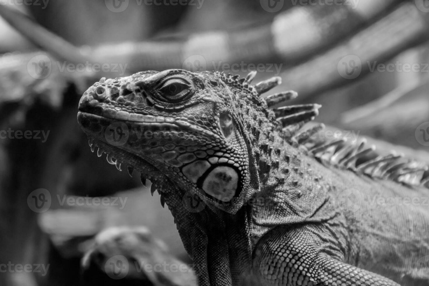 beautiful iguana lizard photo