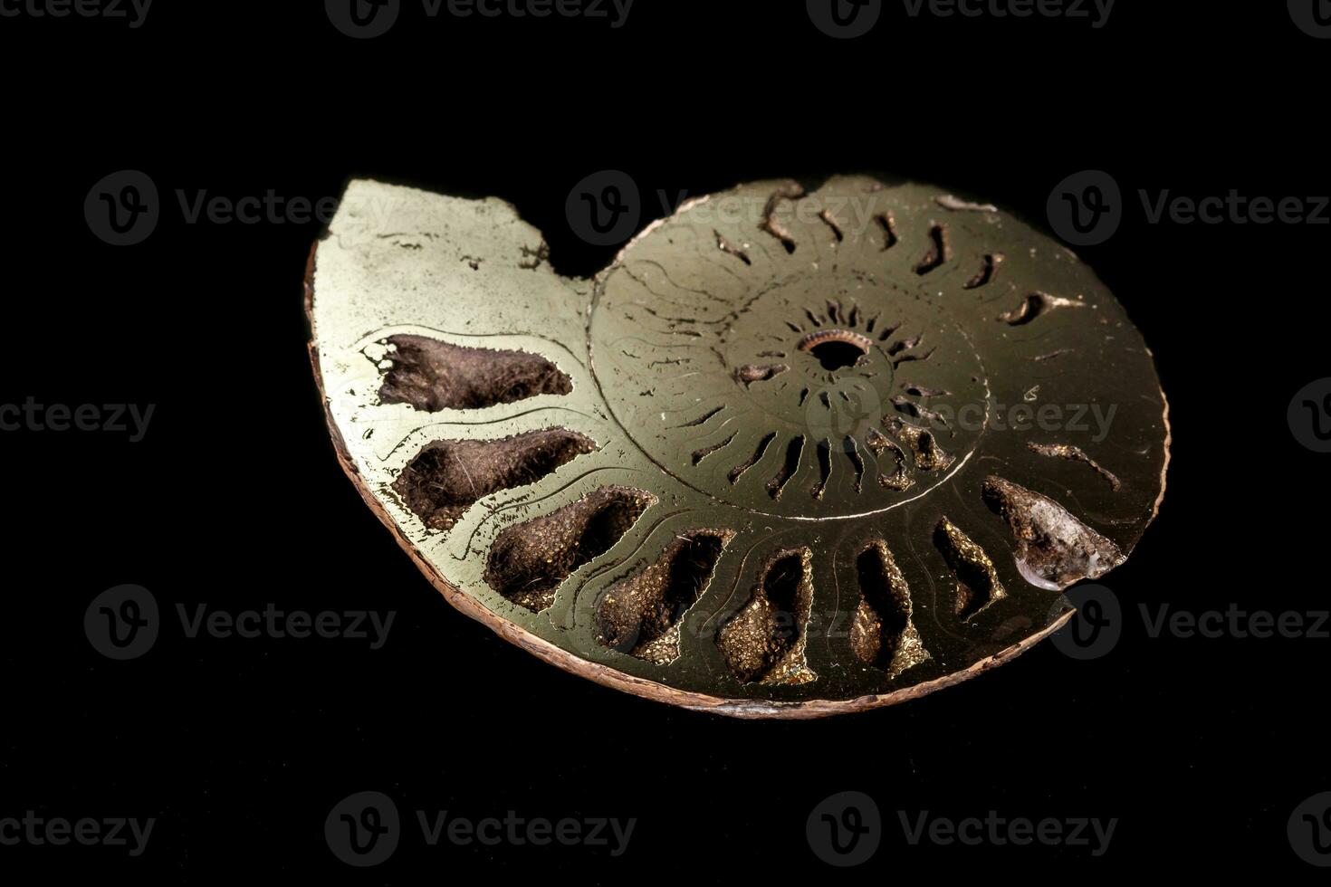 Macro mineral stone Ammonite shell on a black background photo