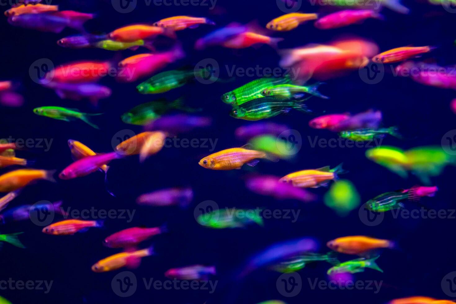 danio rerio fish and neon corals photo