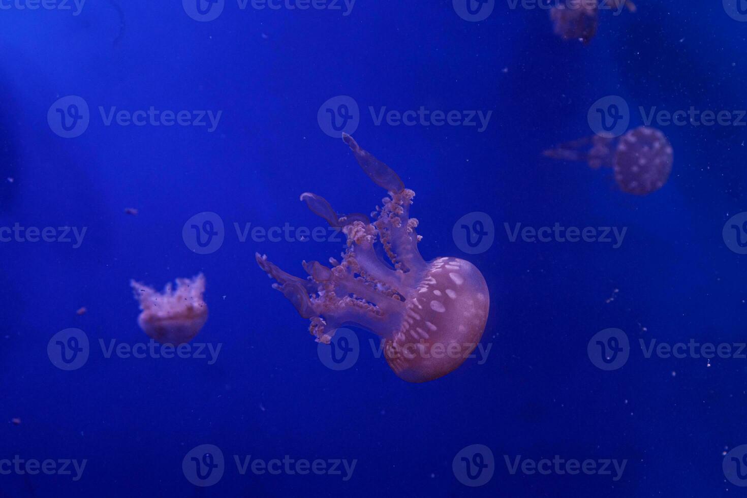 macro of a beautiful jellyfish mastigias papua photo