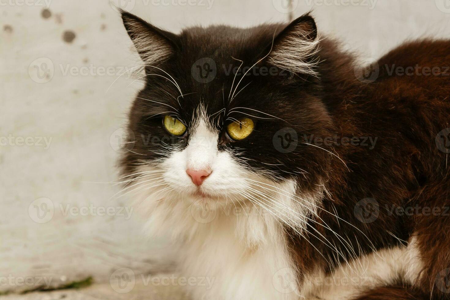 Beautiful cat with green eyes photo