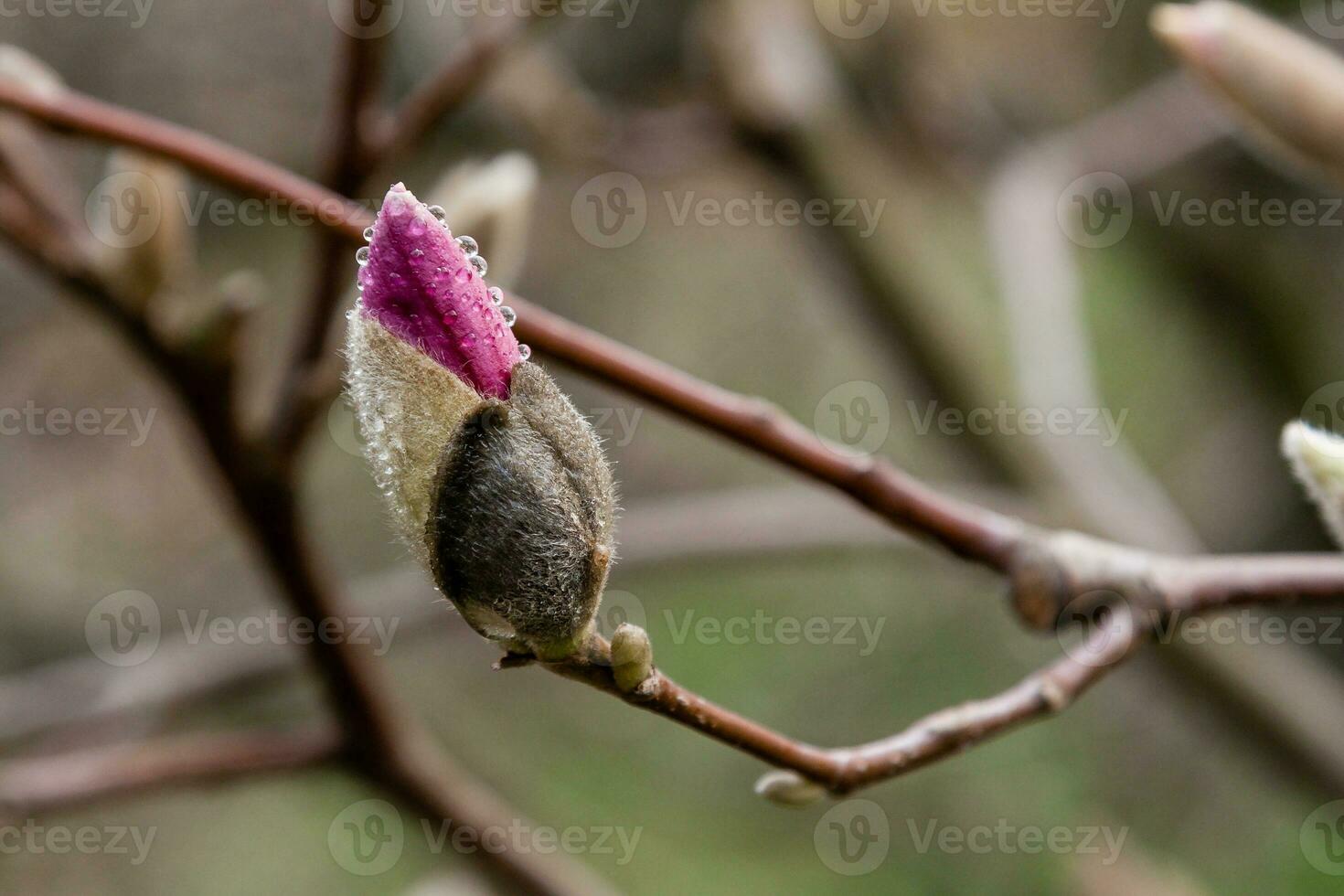 Macro of a beautiful bud of magnolia photo