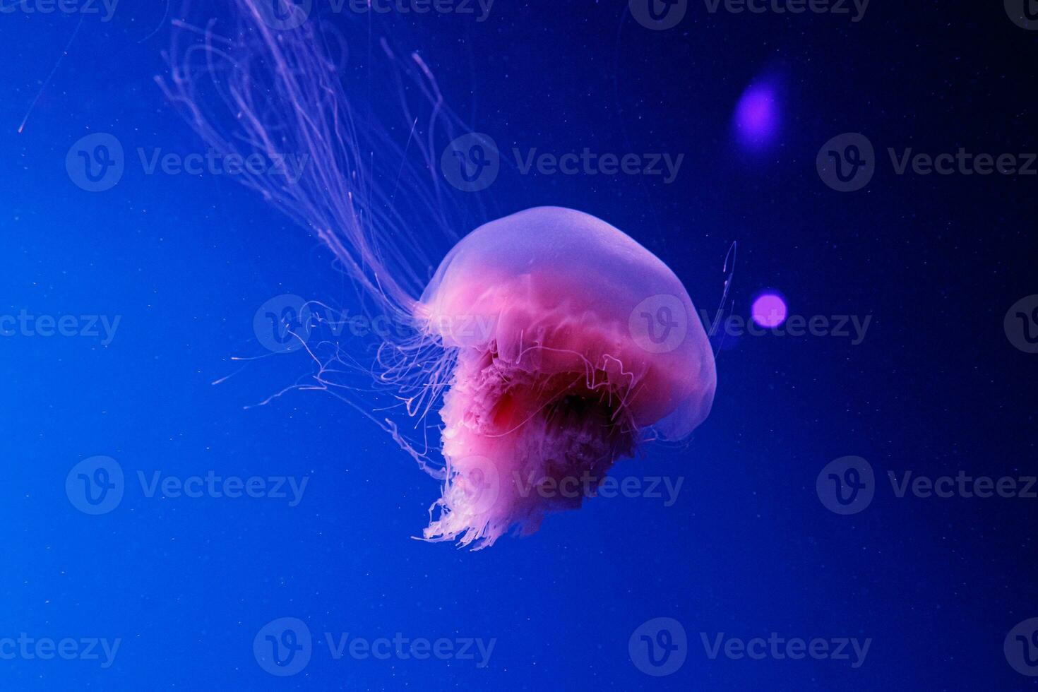 macro of a beautiful jellyfish cyanea capillata photo
