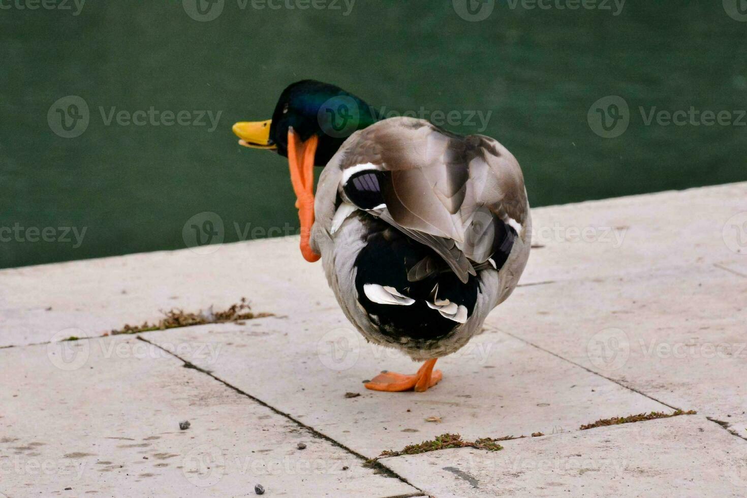 a duck standing on the edge of a concrete walkway photo