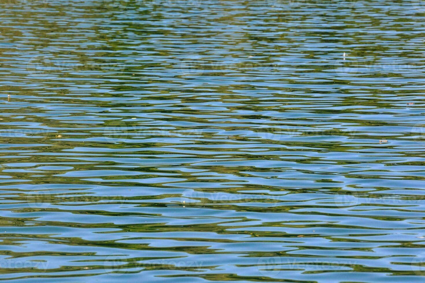 a bird flying over the water in a lake photo