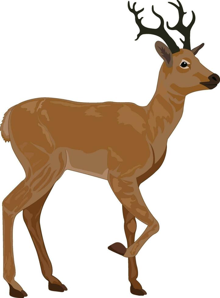 a deer with horns standing on a white background vector