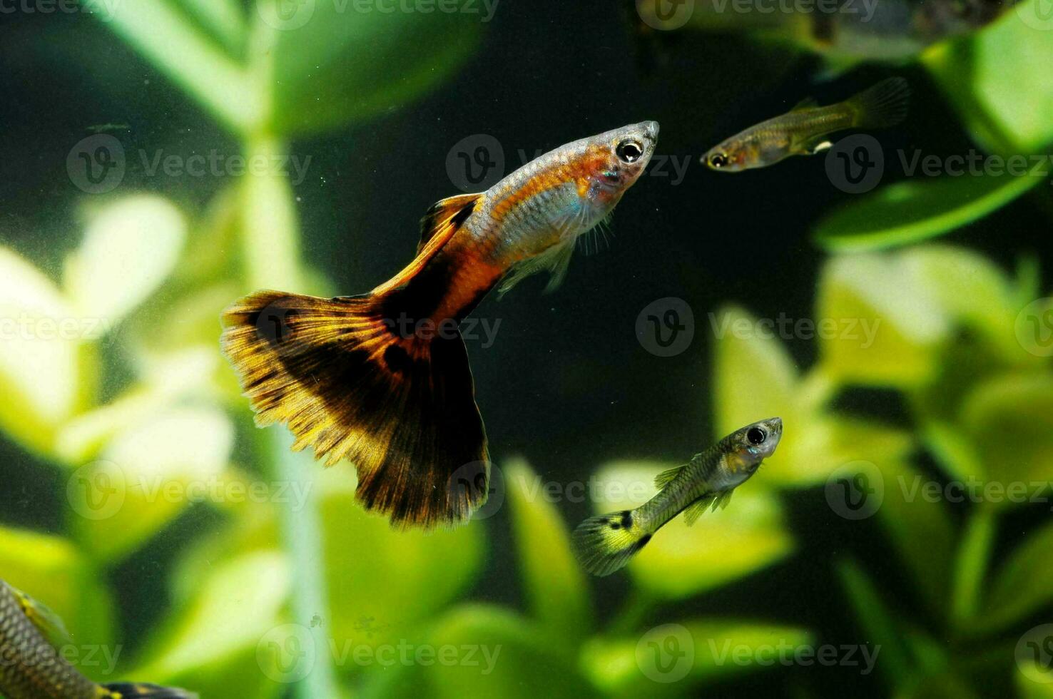 guppy fish in aquarium photo