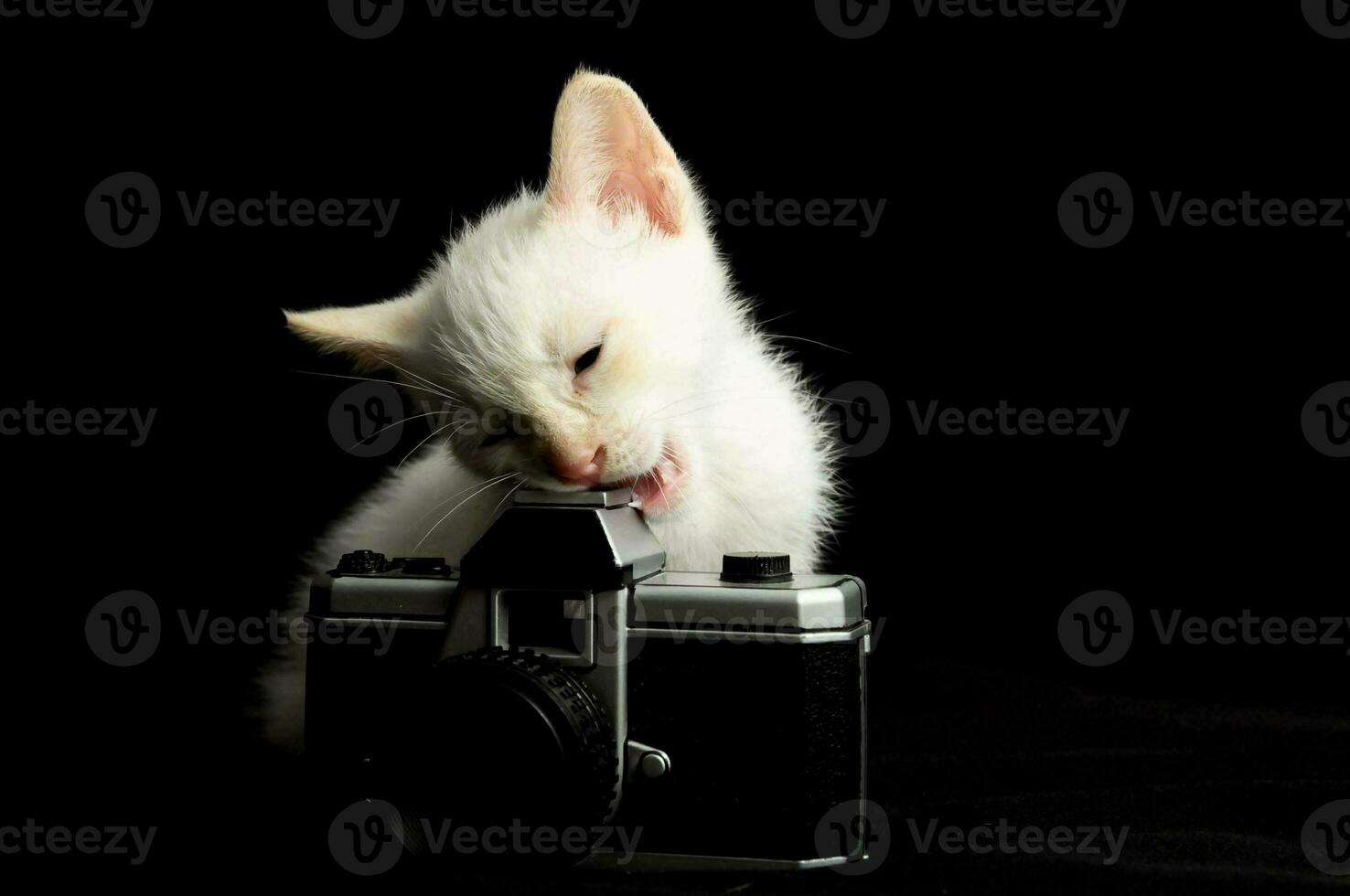 a white kitten is sitting on top of an old camera photo
