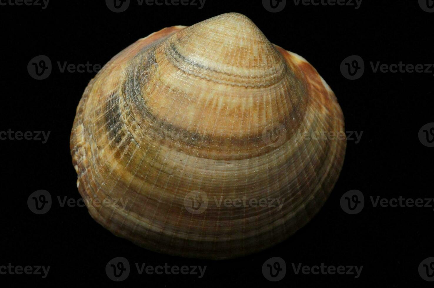 a large shell with a black background photo