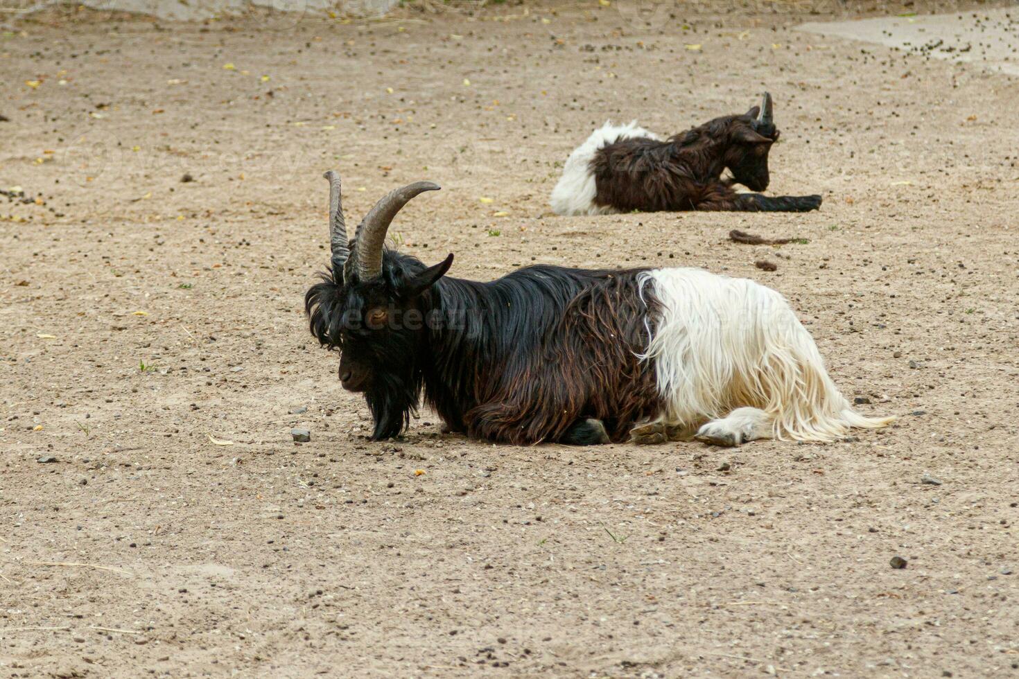 dos cabras mentira en un claro foto