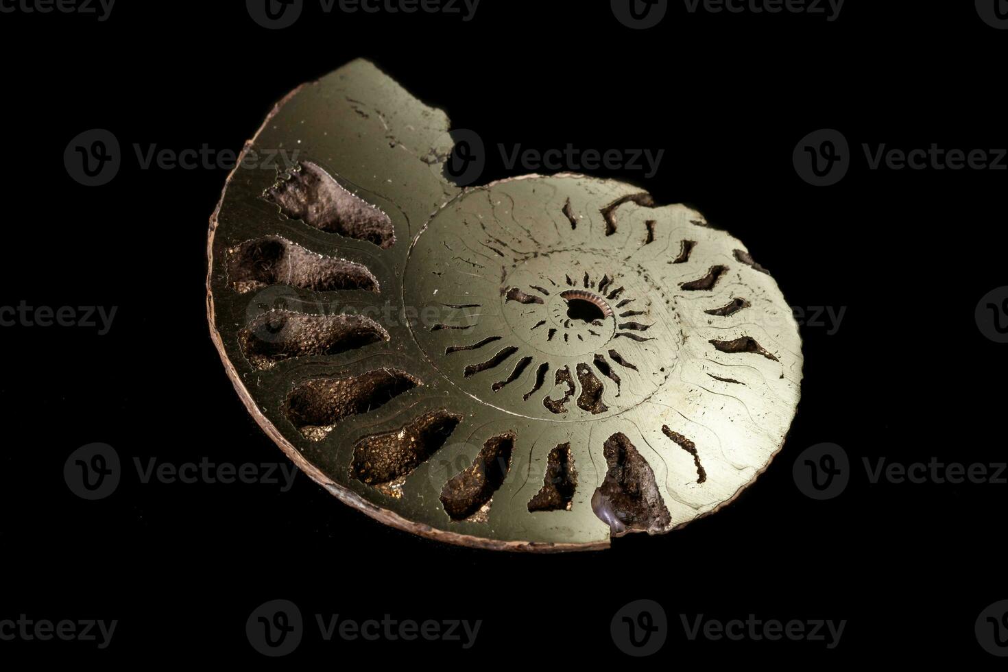 Macro mineral stone Ammonite shell on a black background photo