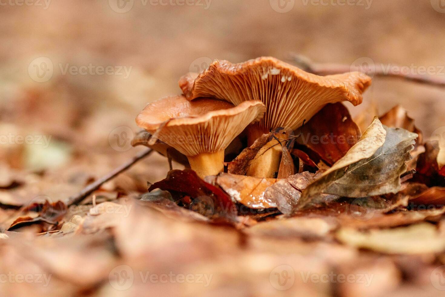 hermosos champiñones bajo hojas amarillas y anaranjadas del bosque foto