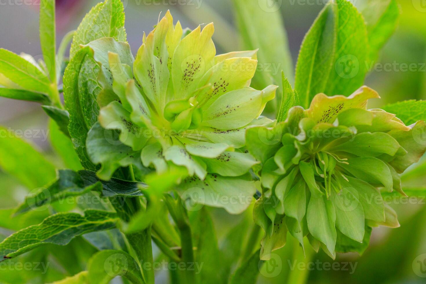 beautiful glade Helleborus argutifolius photo