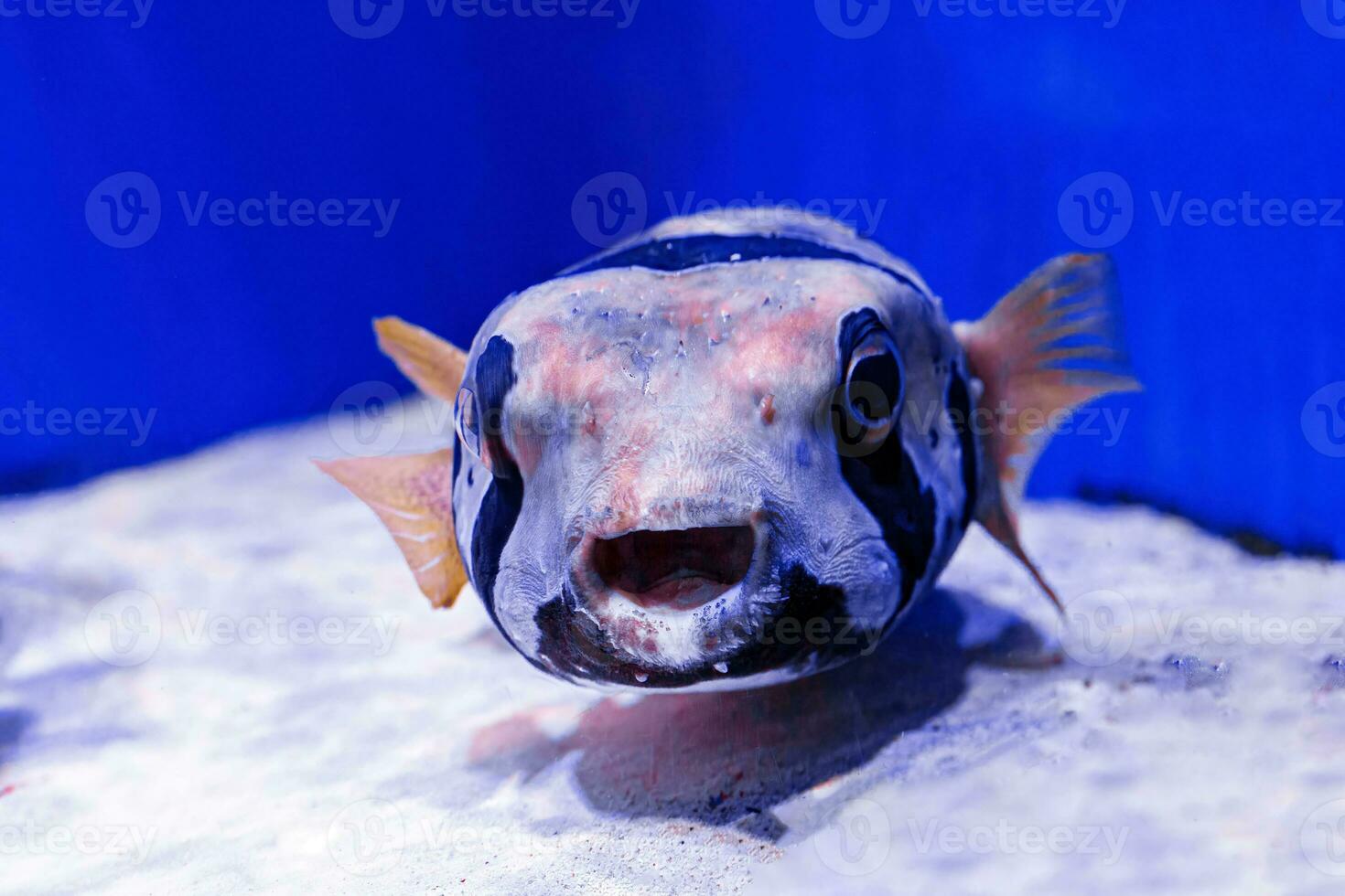 macro photography underwater pufferfish gray photo