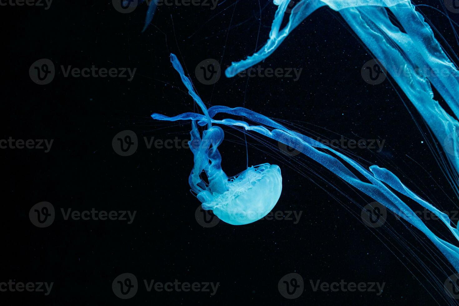 macro of a beautiful jellyfish chrysaora chinensis photo