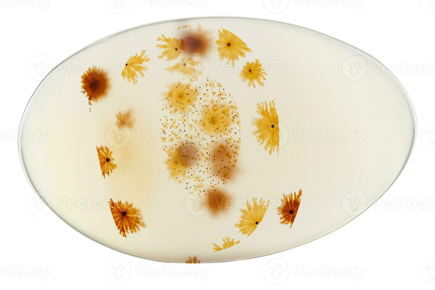 Macro mineral stone Moss Agate, Agate muschiataan white photo