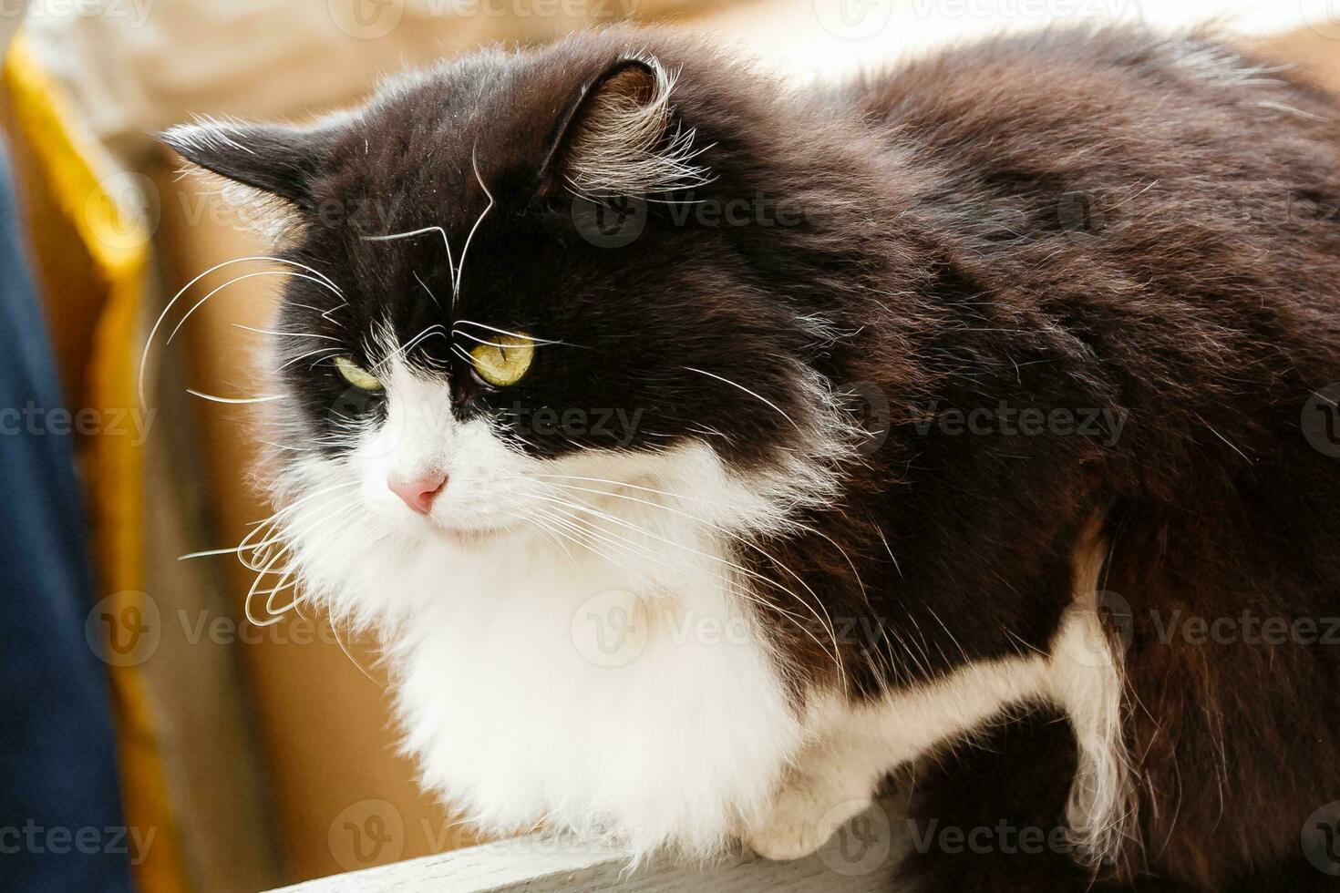 Beautiful cat with green eyes photo
