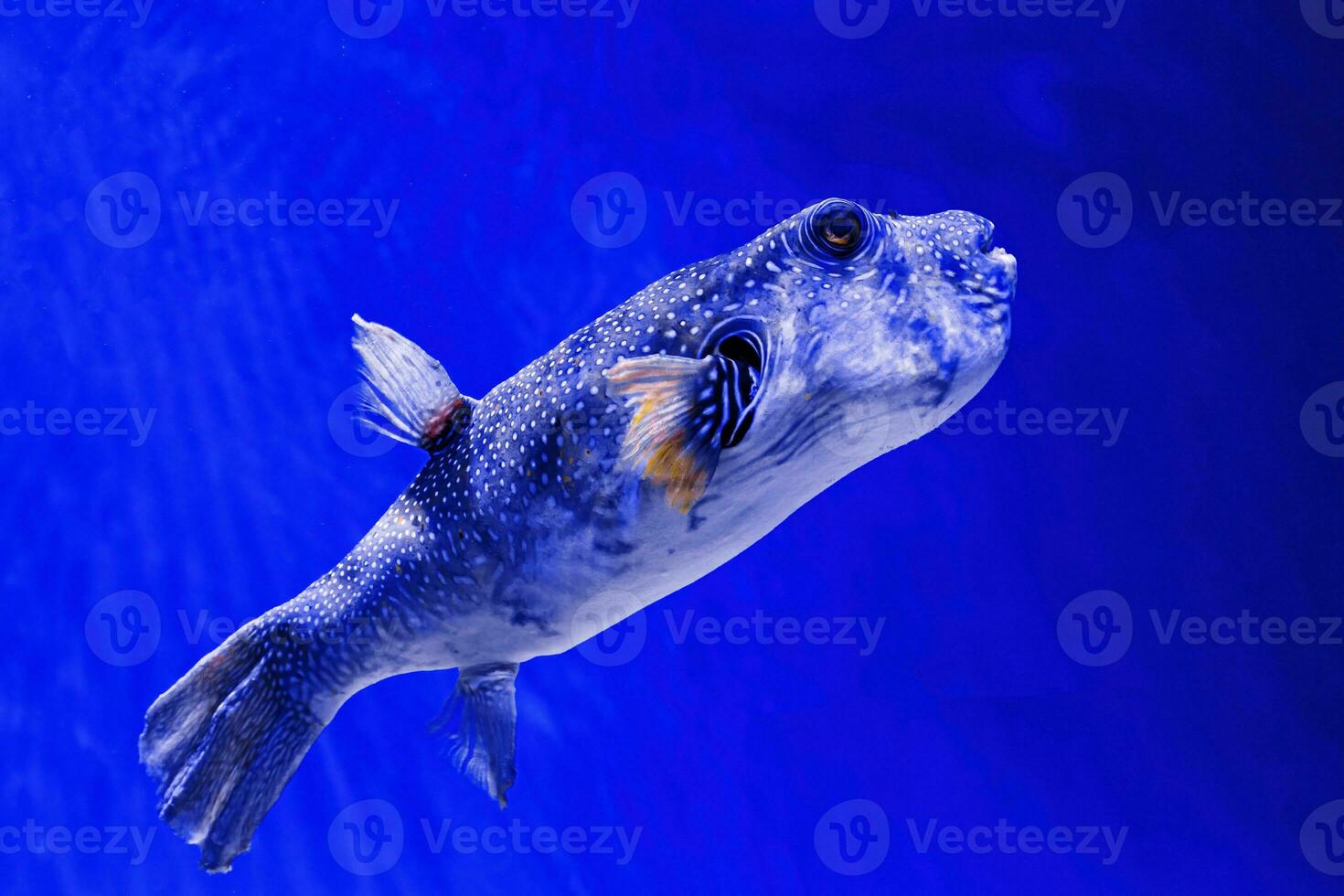 macro photography underwater pufferfish gray photo