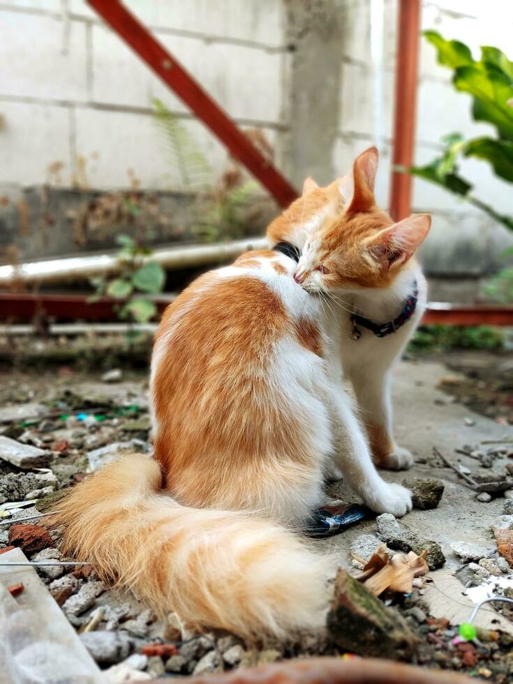 dos linda naranja gatos foto