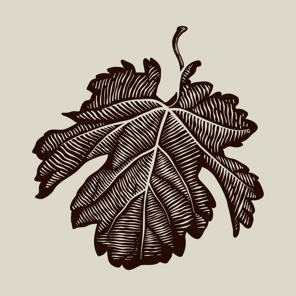 vector illustration of grape leaves with engraving technique, antique vintage look
