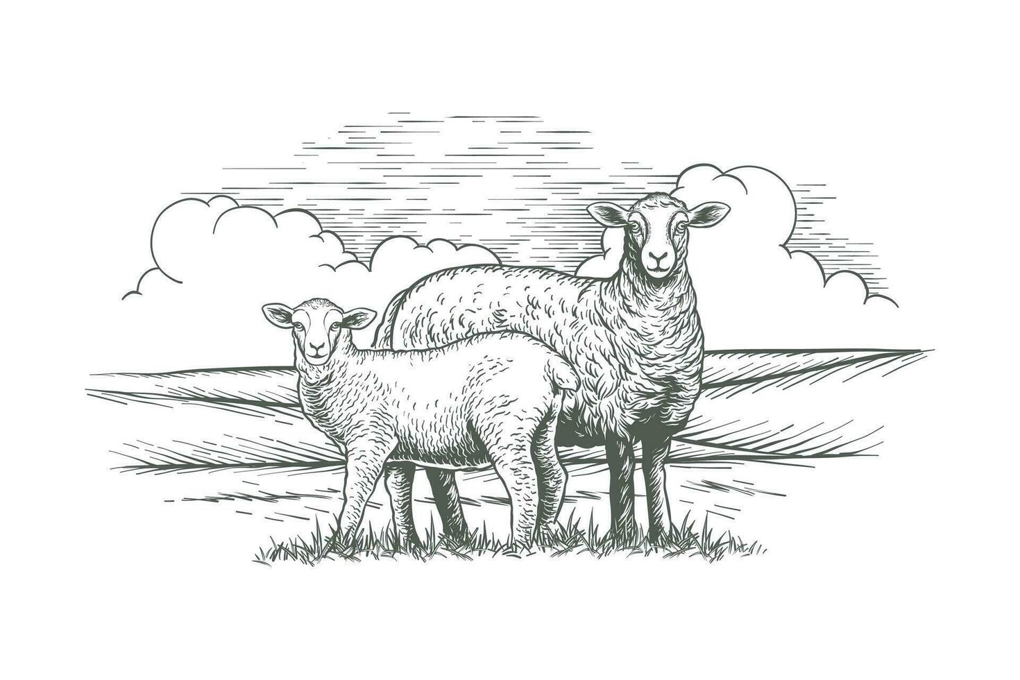 Vector hand drawn sheep illustration. Farm animal sketch in sketch style. mother sheep and her child.