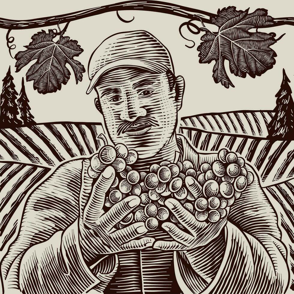 farmer cuts grapes from vines. Hand carved illustration. vector