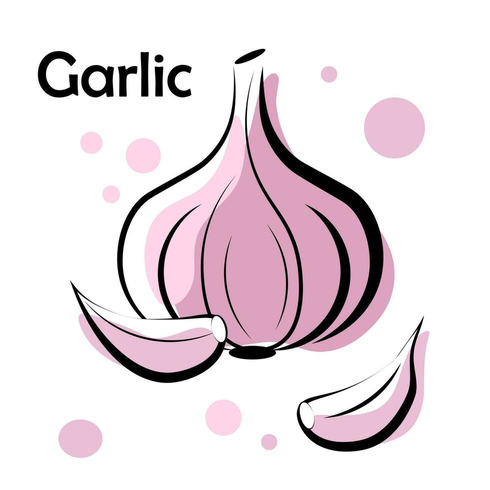 Garlic on a white background vector