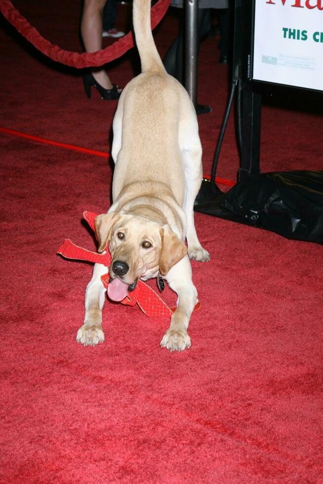 Clive aka Marley arriving at the Marley  Me World Premiere at the Manns Village Theater in Westwood CA on December 11 2008 photo