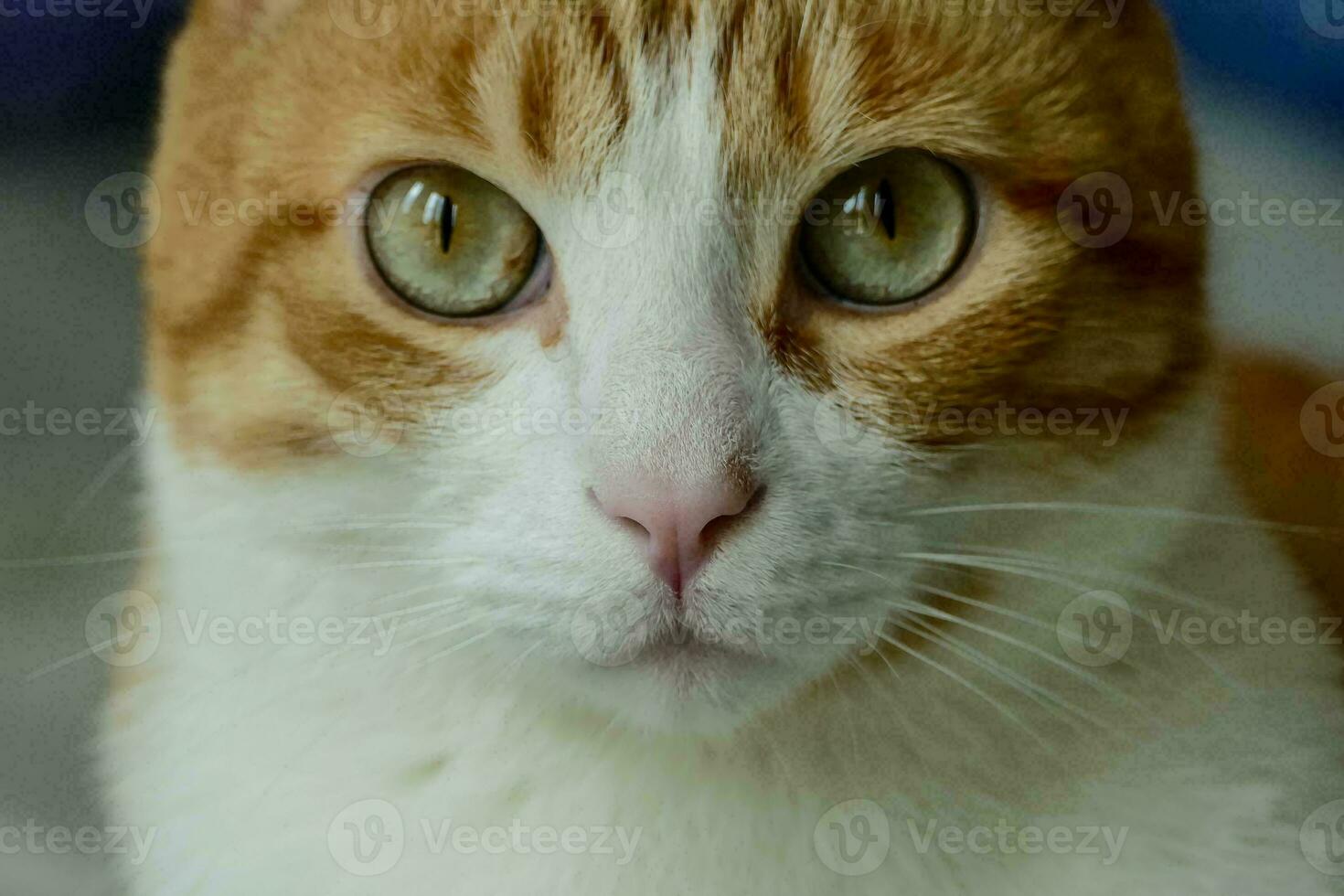 a close up of an orange and white cat photo