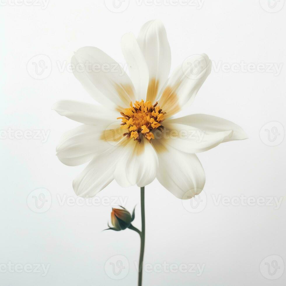 Simple white flower photo