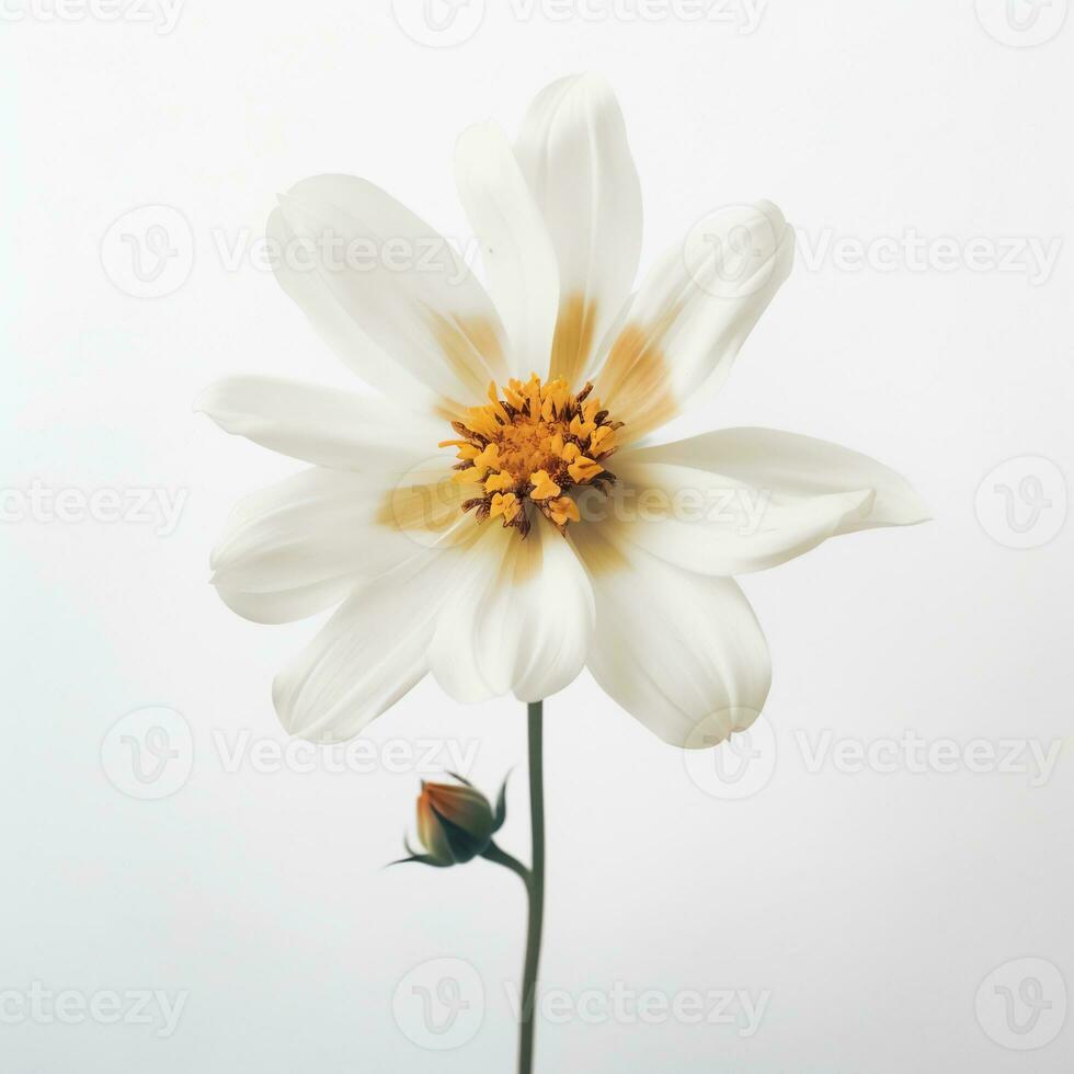 Simple white flower photo