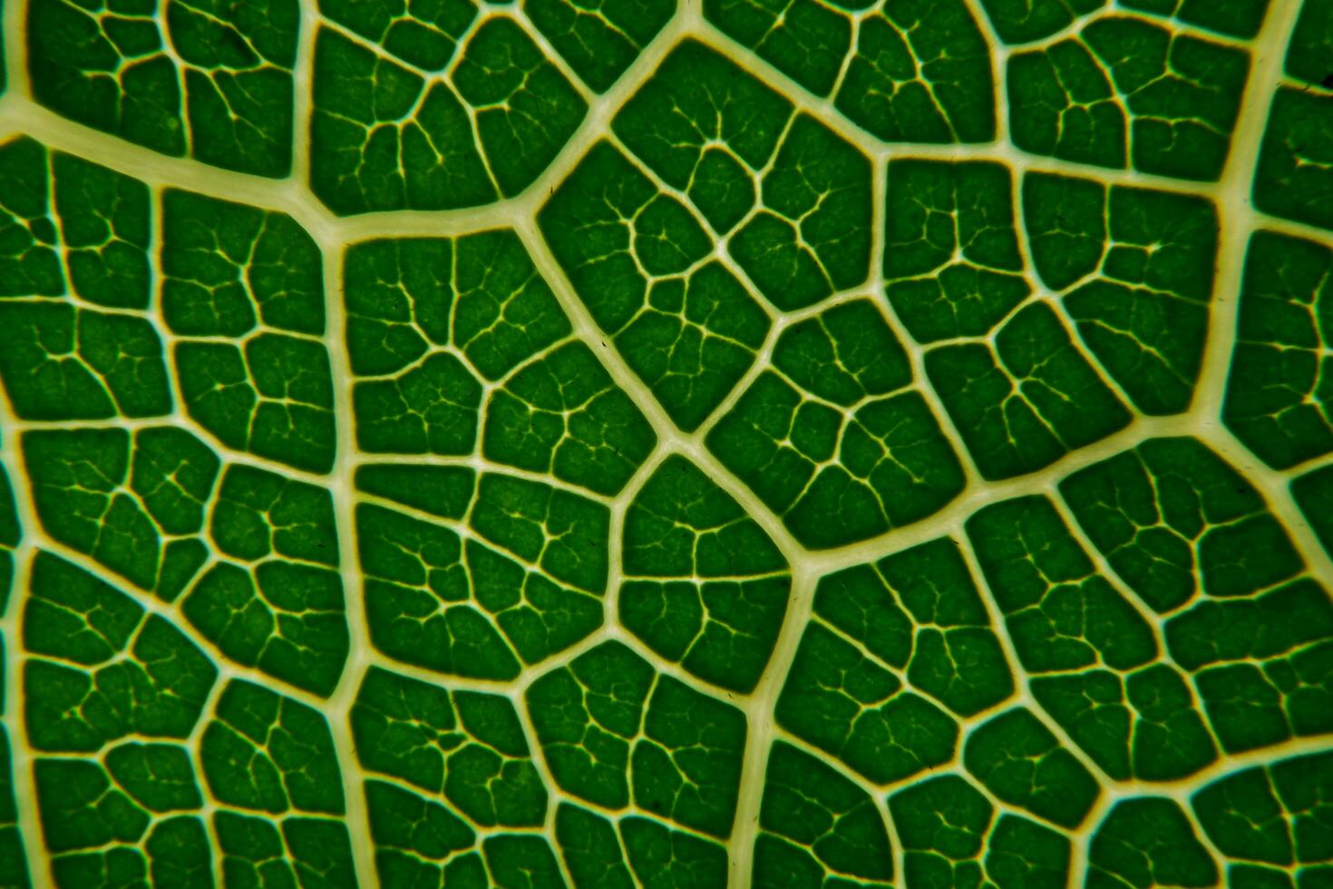 Leaf texture,Full frame shot of green leaf photo