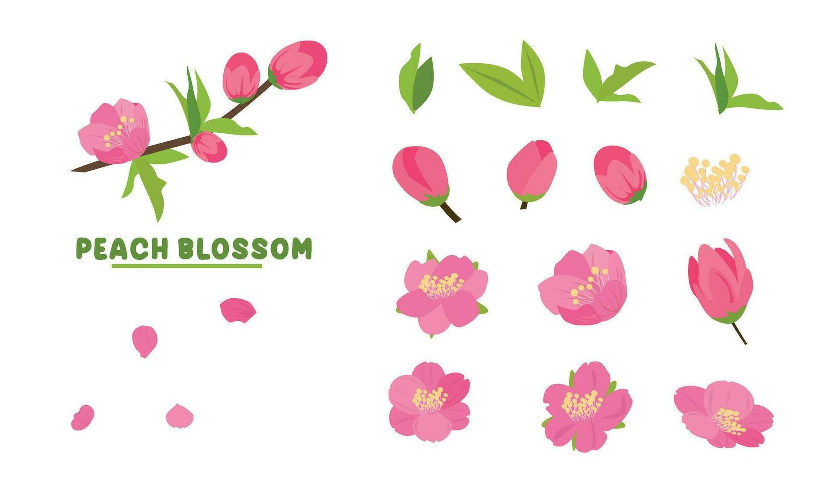 Cartoon peach blossom vector set with flower, leaf, bud, tree branch. Cherry blossom vector. Spring flower.Tet flower. Vietnam traditional new year flower, hoa dao. Flat vector in cartoon style.