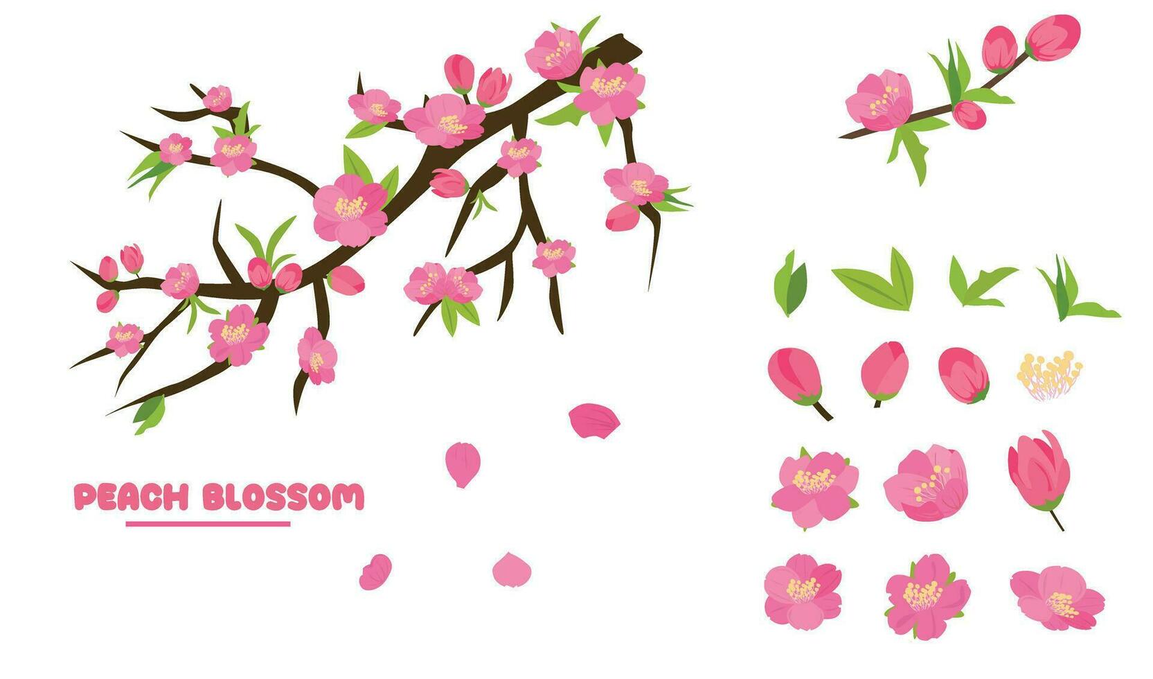 Cartoon peach blossom vector set with flower, leaf, bud, tree branch. Cherry blossom vector. Spring flower.Tet flower. Vietnam traditional new year flower, hoa dao. Flat vector in cartoon style.