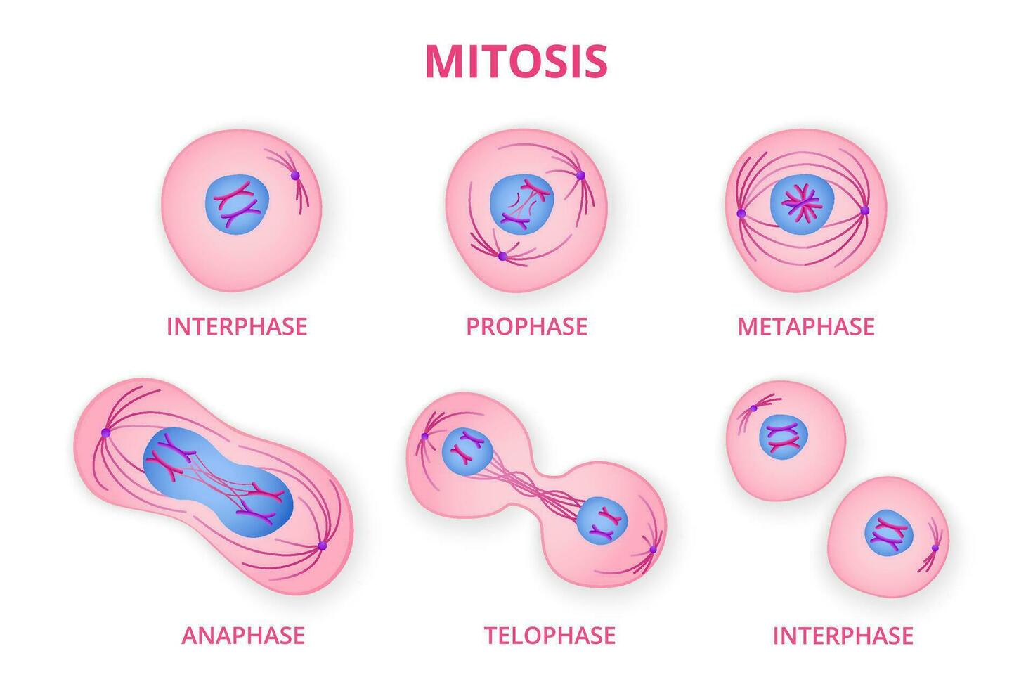 proceso de división de orgánico celúla. etapas de mitosis formación con metafase y profase separación en anafase y reproducción en telofase y vector interfase.