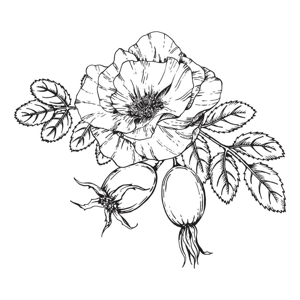 Graphic illustration of rosehip. Vector monochrome clip art of Wild rose. Outline linear hand drawn floral design element. Sketch Dog-rose, briar, brier, eglantine, canker-rose for logo, wedding print