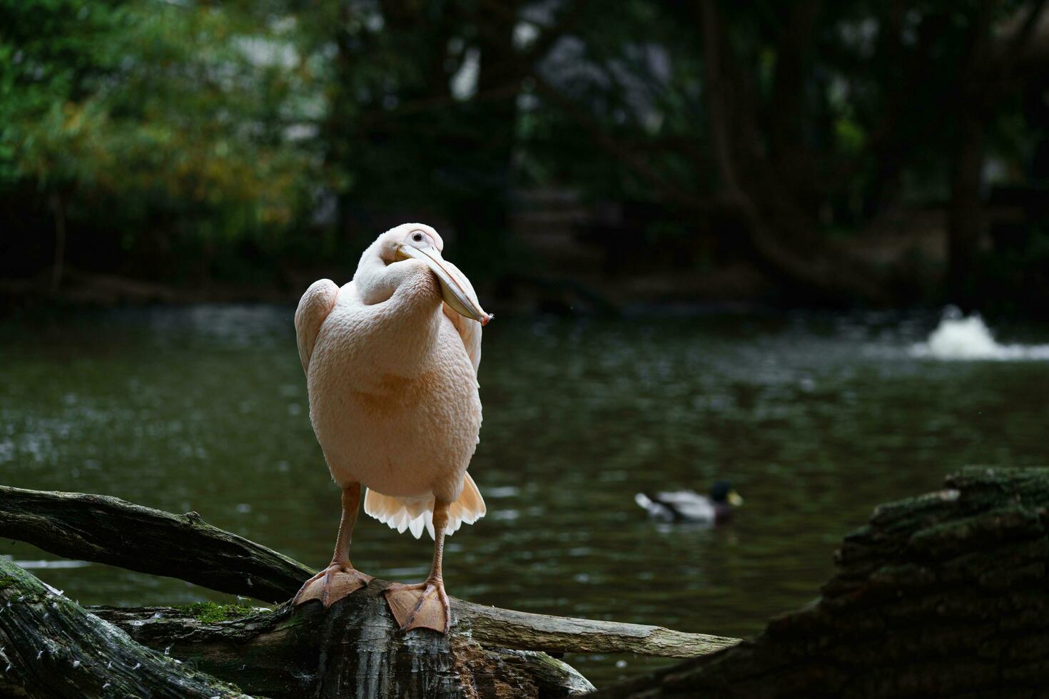 Portrait of Great white pelican photo