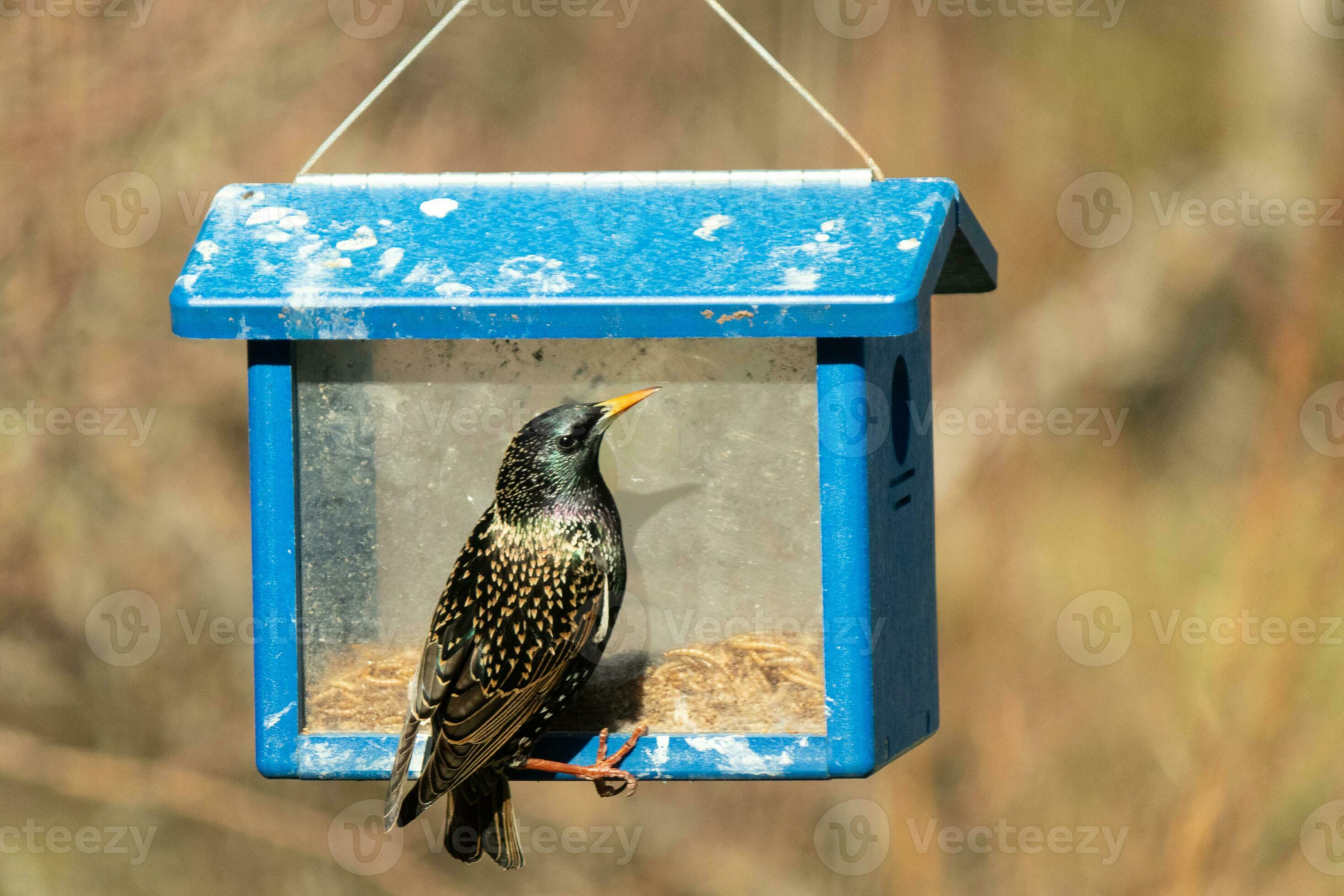 European starling coming to visit the bluebird feeder for mealworms. The bird is black and has