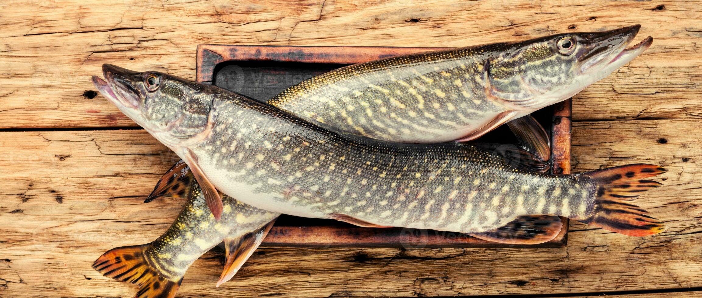 Fish pike on the kitchen board photo