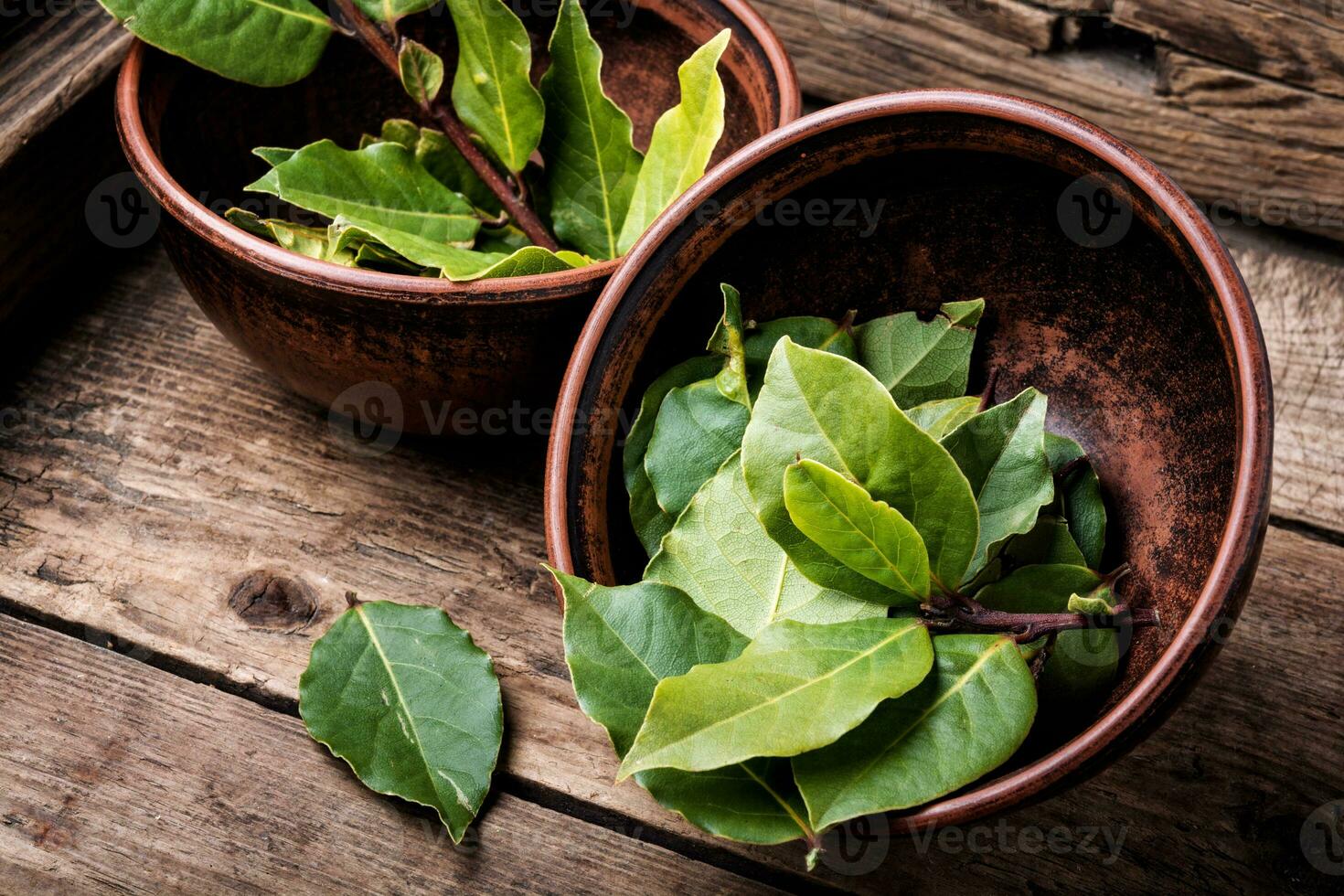 Aromatic bay leaves photo