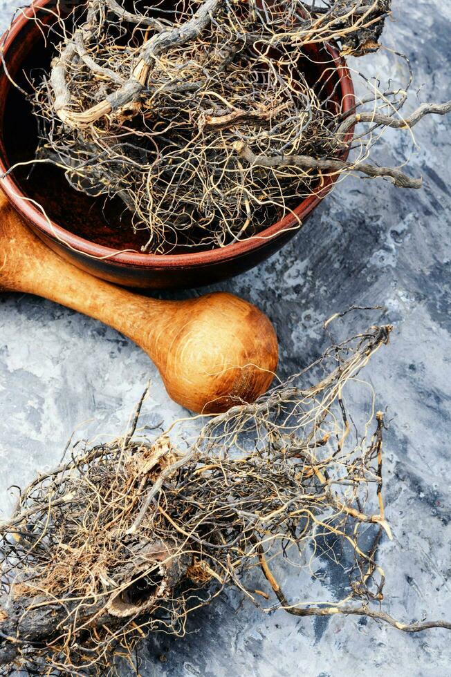 Maral root in herbal medicine photo