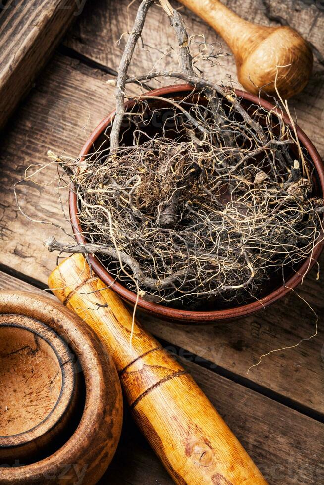 Maral root in herbal medicine photo