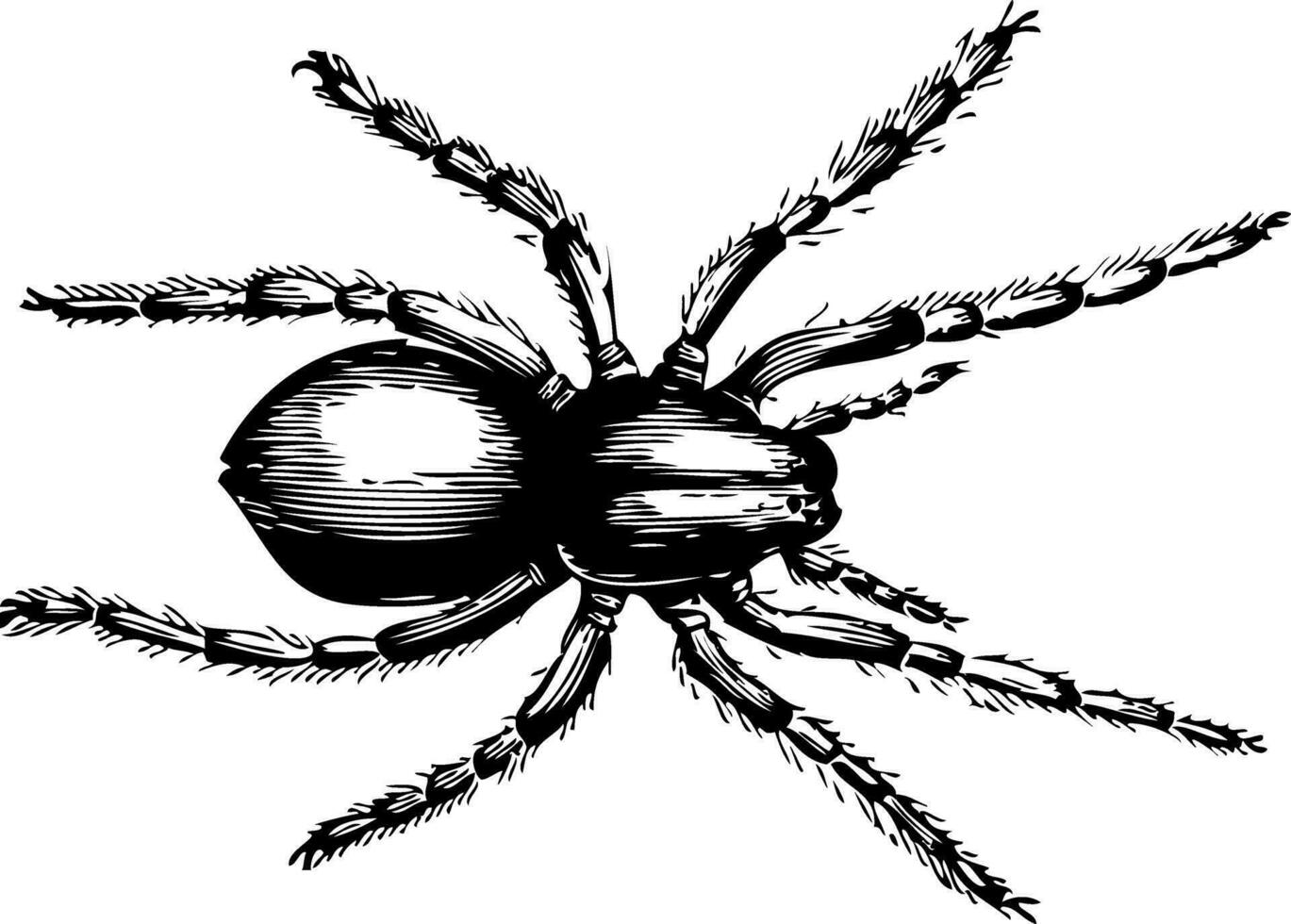Lycosa fatifera or Wolf Spider vector