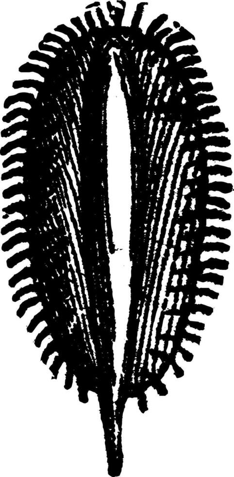 Phyllograptus, vintage engraving. vector