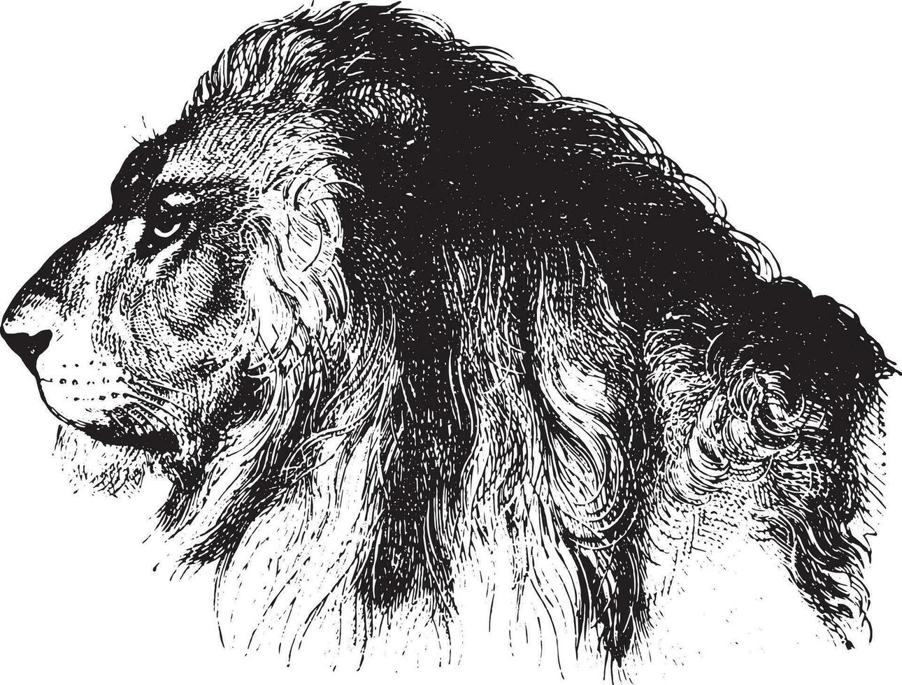 Lion, vintage engraving. vector