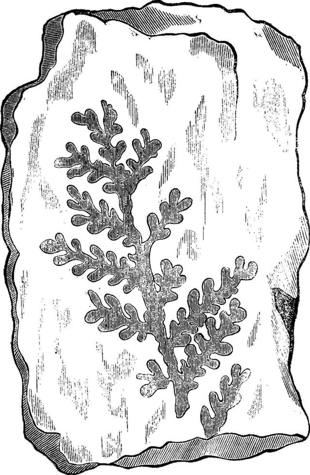 Fossil footprints of primitive plant, vintage engraving. vector