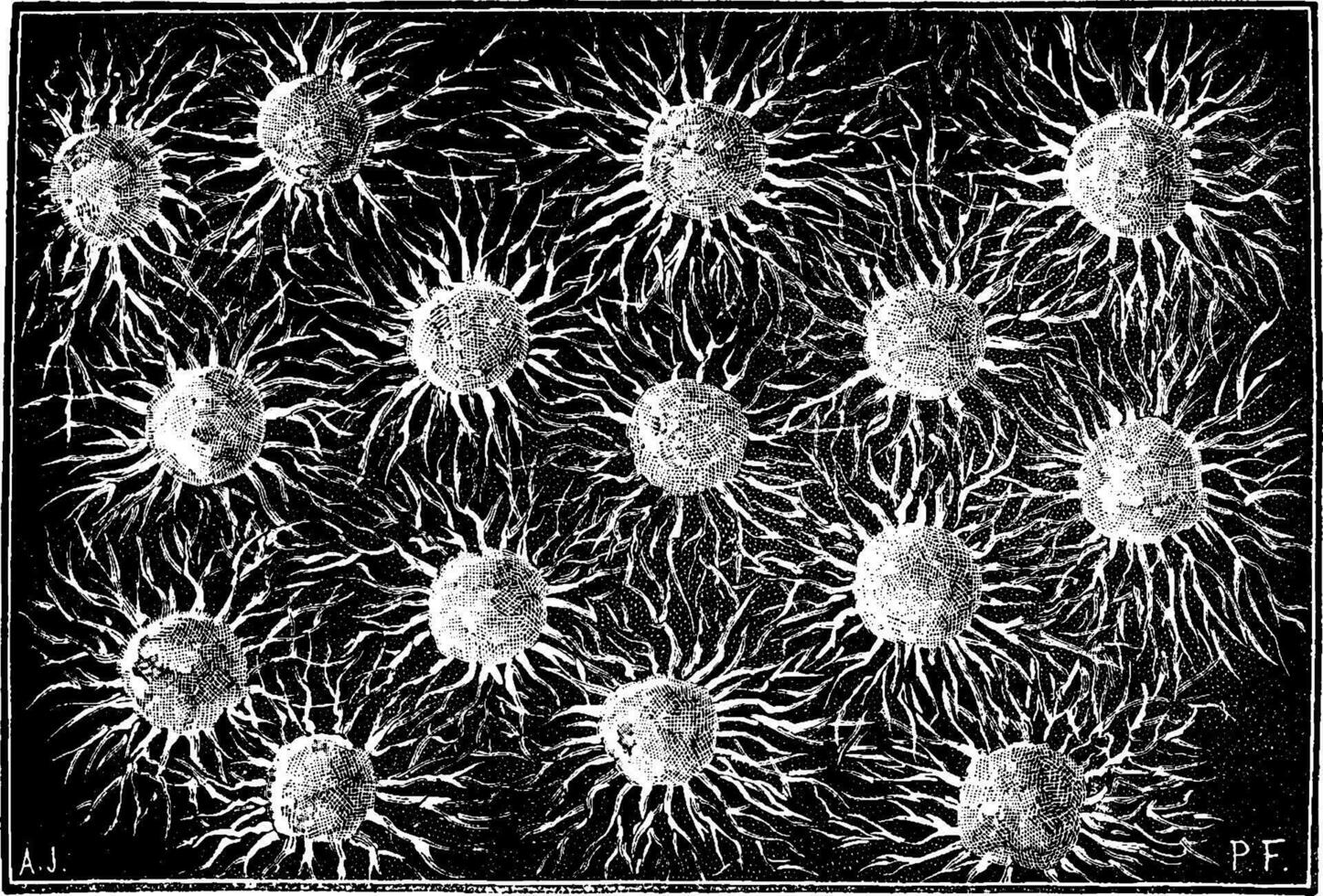 The first organisms. Association Monera, vintage engraving. vector