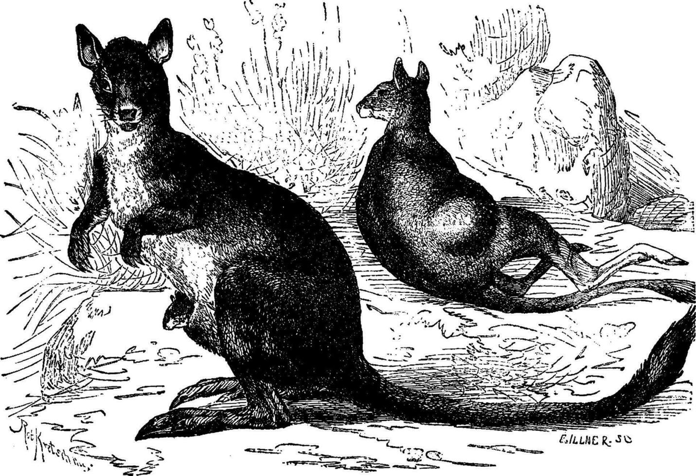 Marsupials, early mammals, vintage engraving. vector