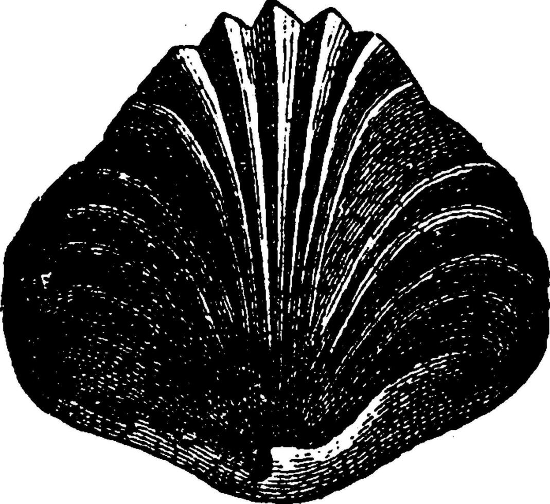 Rhynchonelle viewed from different sides, vintage engraving. vector