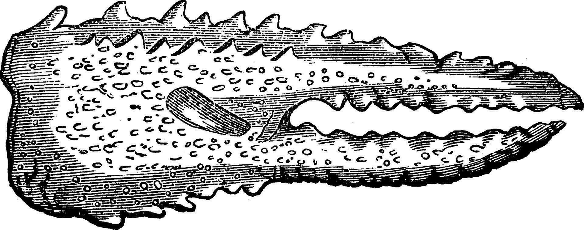 crustáceos de el triásico era, crudo cangrejo de río y garras, Clásico grabado. vector